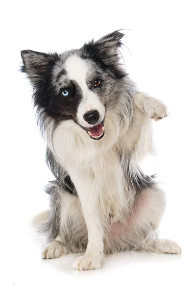 白い背景にボーダーコリー犬持ち上げる彼の足 — ストック写真