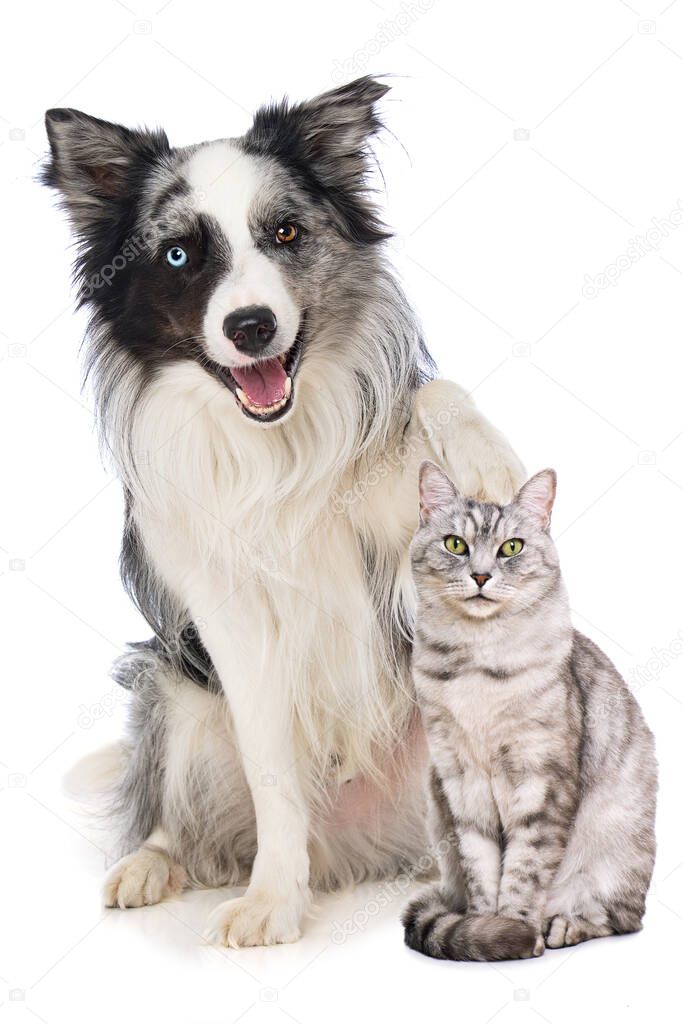 Border collie dog on white background puts a paw on a cat's head 