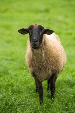 Yaz otlağında koyun