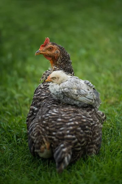 Gallina Prado — Foto de Stock