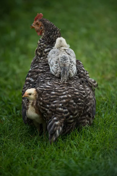 Poule Dans Pré — Photo