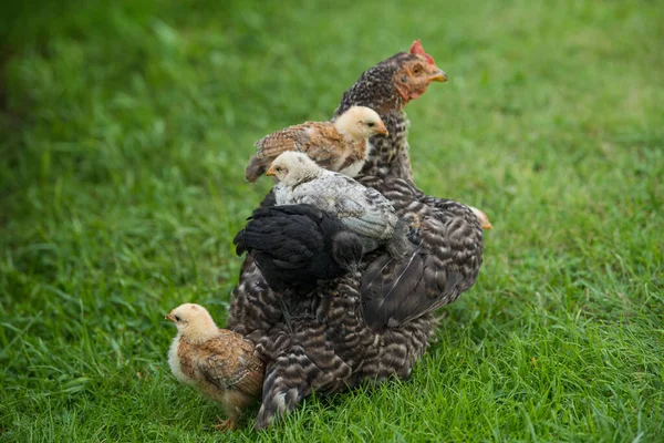 Hen Ένα Λιβάδι — Φωτογραφία Αρχείου