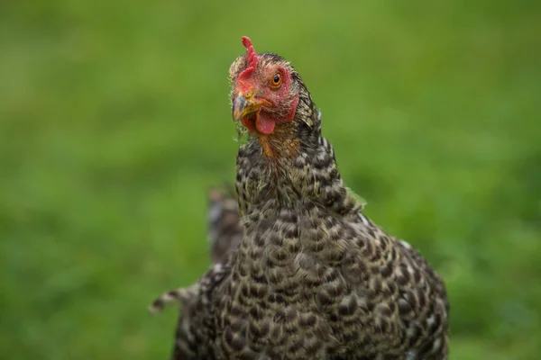 Kura Łące — Zdjęcie stockowe