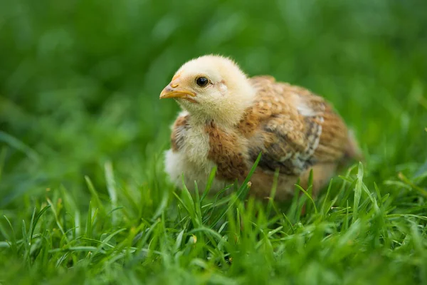 Курица Лугу — стоковое фото