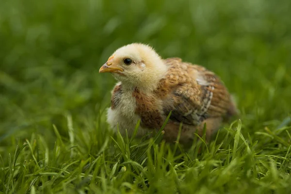 Gallina Prado — Foto de Stock