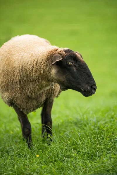 Moutons Sur Pâturage Été — Photo
