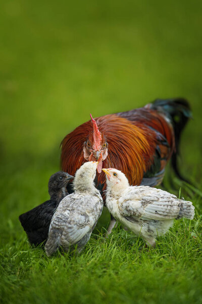 Hen Meadow Royalty Free Stock Images