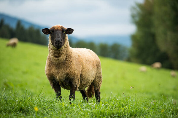 Sheep Summer Pasture Stock Photo