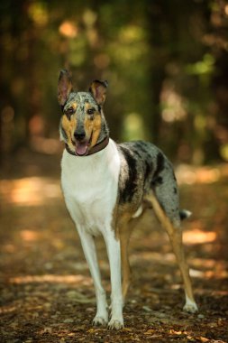 Ormandaki kısa saçlı çoban köpeği.
