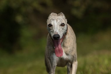 Çayırdaki kırbaç köpeği