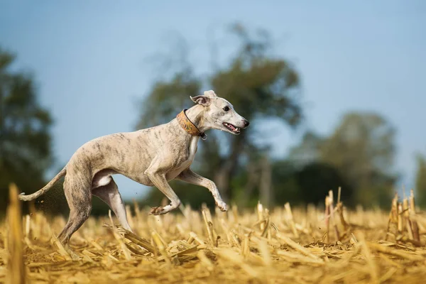 Biegnący Pies Polu Bitwy — Zdjęcie stockowe