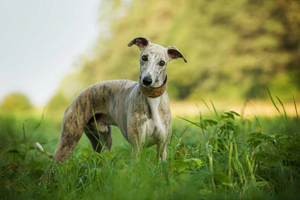 Whippet Σκυλί Ένα Λιβάδι — Φωτογραφία Αρχείου