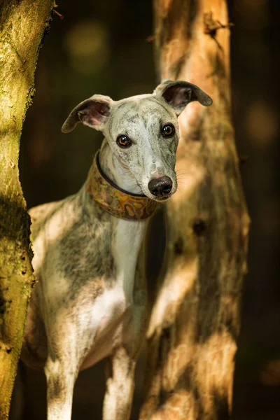 Whippet Pies Stojący Lesie — Zdjęcie stockowe