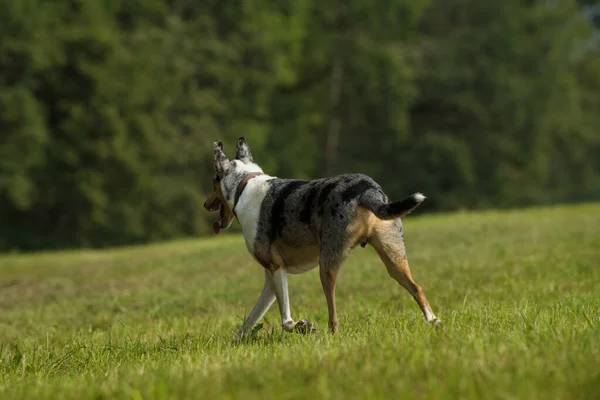 Collie Pelo Corto Prado — Foto de Stock