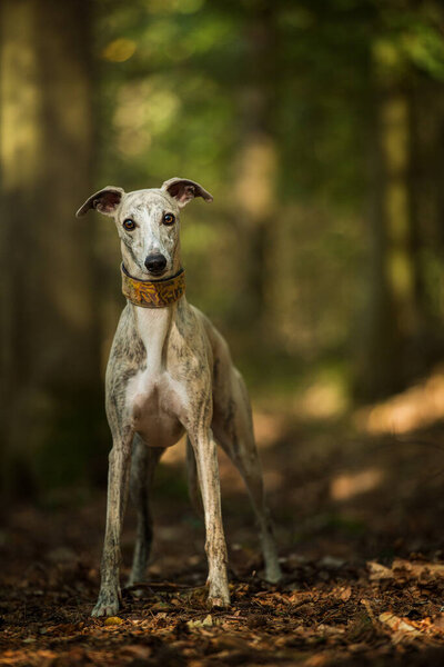 Whippet Dog Standing Forest Royalty Free Stock Images