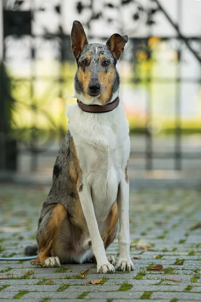 smooth haired collie