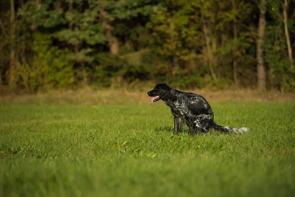 Great Munsterlander Dog Pooped Meadow — Stock Photo, Image