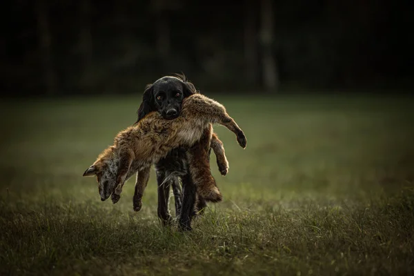 Великий Бомберлендерський Собака Мертвою Лисицею Природі — стокове фото