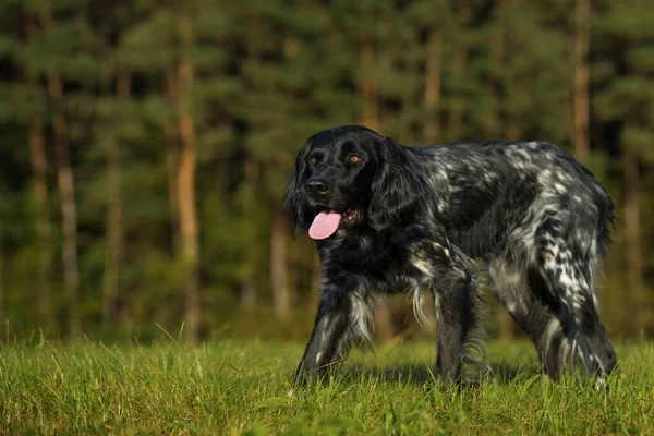 Wielki Munsterlander Pies Tle Natury — Zdjęcie stockowe