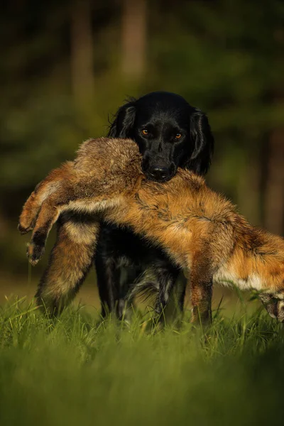 Grande Cão Munsterlander Com Uma Raposa Morta Fundo Natureza — Fotografia de Stock