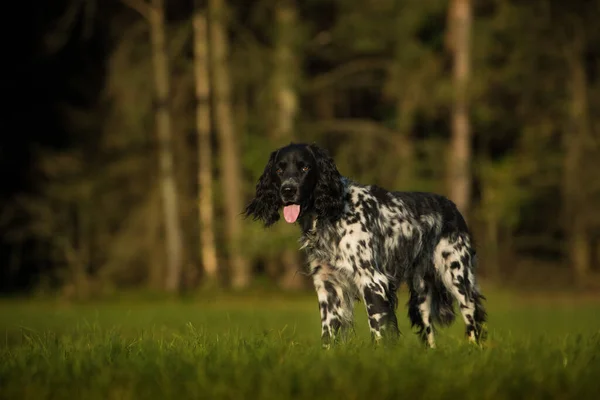 Gran Perro Munsterlander Fondo Naturaleza —  Fotos de Stock