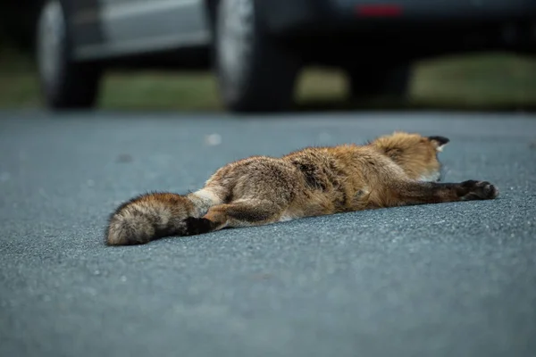 Raposa Morta Uma Rua — Fotografia de Stock