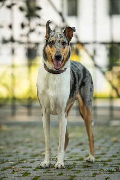 smooth haired collie