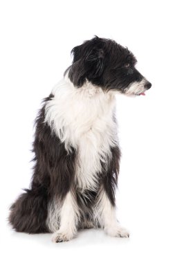 Çin armalı pudra pudralı köpeği beyaz arka planda izole bir şekilde oturuyor ve yukarı bakıyor.