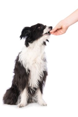Çin armalı pudra pudralı köpeği beyaz arka planda izole bir şekilde oturuyor ve yukarı bakıyor.