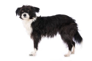 Çin armalı pudra pudralı köpeği beyaza izole edilmiş.