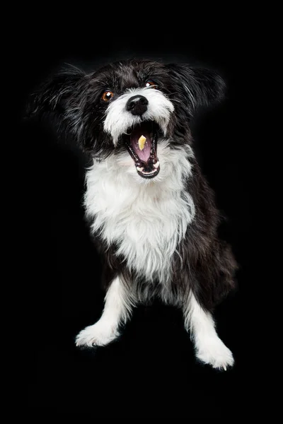 Čínský Chocholatý Pudr Pes Černém Pozadí — Stock fotografie