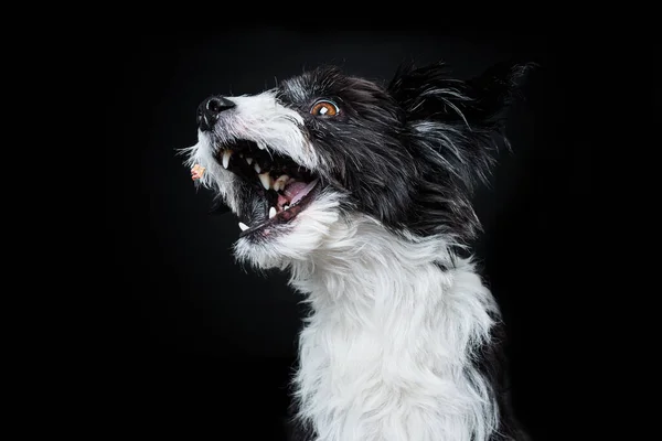 Chiński Czubaty Pies Puder Czarnym Tle — Zdjęcie stockowe