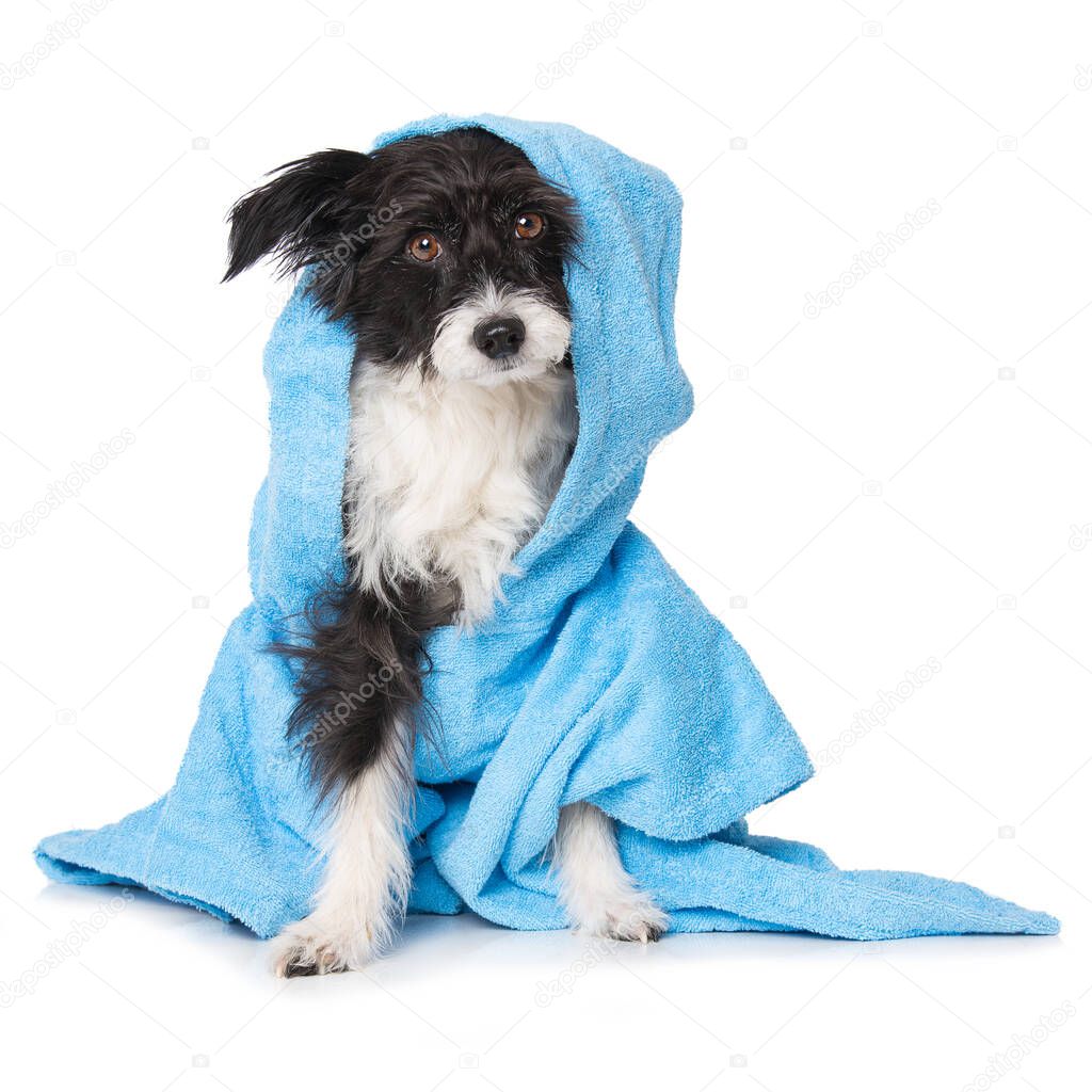 Chinese crested powderpuff dog sitting with bathrobe isolated on white background