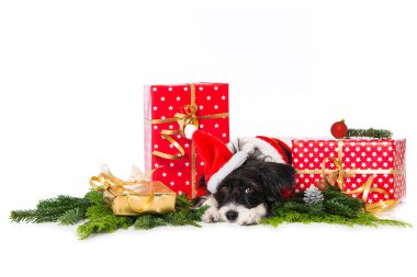 Çin armalı pudra pudralı köpek Noel Baba şapkası ile beyaz üzerinde izole bir şekilde uzanıyor ve kameraya bakıyor.