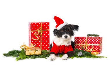 Çin armalı pudra pudralı köpek Noel Baba şapkası ile beyaz üzerinde izole bir şekilde uzanıyor ve kameraya bakıyor.