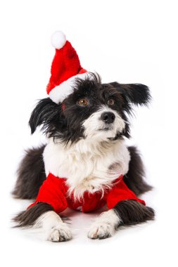 Çin armalı pudra pudralı köpek Noel Baba şapkası ile beyaz üzerinde izole bir şekilde yatıyor ve yan tarafa bakıyor.