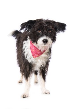 Beyaz fularlı Çin armalı pudra pudralı köpek kameraya bakıyor.