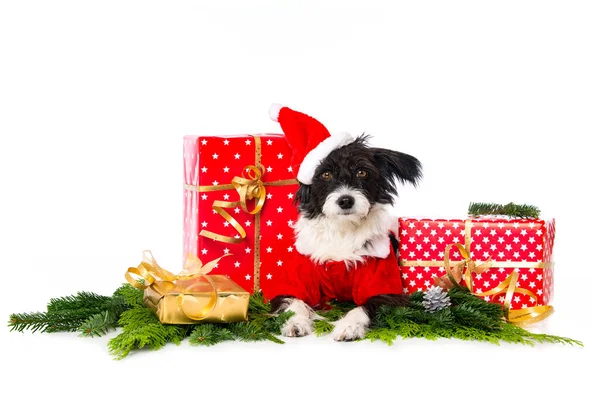Chinesischer Haubenpuderhund Mit Weihnachtsmütze Liegt Isoliert Auf Weißem Grund Und — Stockfoto