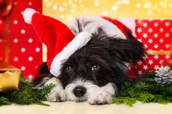 Chinese Crested Powderpuff Dog Christmas Decoration Royalty Free Stock Photos