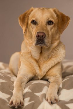 Labrador av köpeği battaniyeye uzanıp kameraya bakıyor.