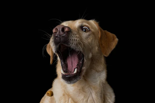 Labrador Retriever Dog Black Background Looking Camera — Stok Foto