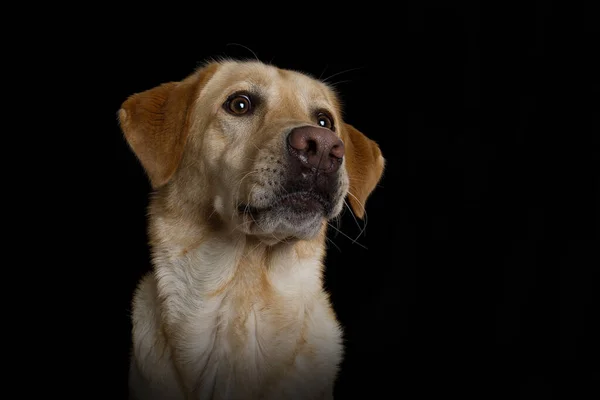 Labrador Retriever Cão Fundo Preto Olhando Para Câmera — Fotografia de Stock