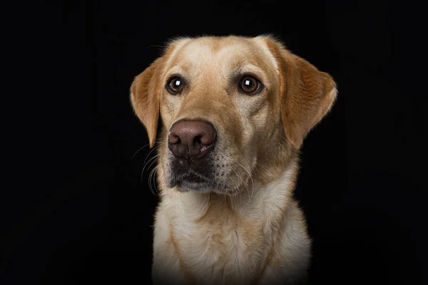 Labrador Retriever Cão Fundo Preto Olhando Para Câmera — Fotografia de Stock