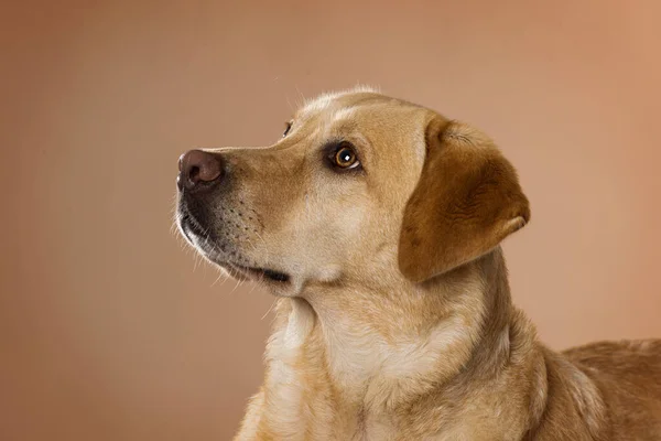 Labrador Köpeği Battaniyeye Uzanıp Kameraya Bakıyor — Stok fotoğraf