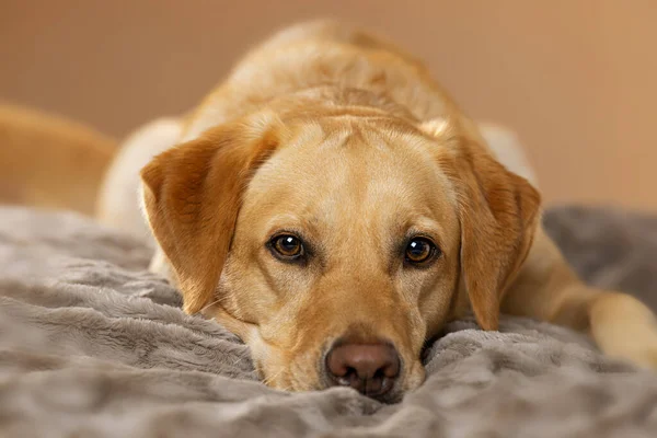 Labrador Retriever Cão Deitado Cobertor Olhando Para Câmera — Fotografia de Stock