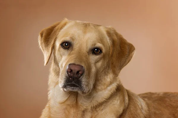 Labrador Köpeği Battaniyeye Uzanıp Kameraya Bakıyor — Stok fotoğraf