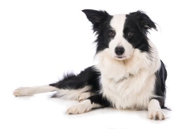 Beyaz arka planda tek başına yatan genç bir çoban köpeği.