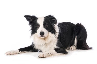 Beyaz arka planda tek başına yatan genç bir çoban köpeği.
