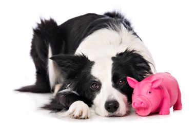 Genç sınır köpeği beyaz arka planda izole edilmiş bir oyuncakla yatıyor.