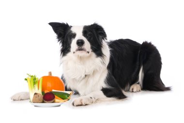 Beyaz arka planda tek başına yatan genç bir çoban köpeği.